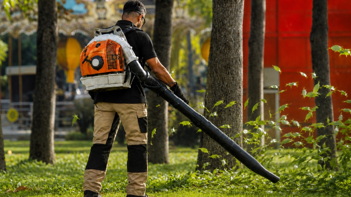 Intervention professionnelle d’entretien d’un arbre
